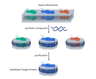 GLP1R靶點 超越降糖減重，引領減肥藥物新突破